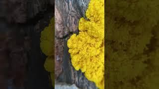 Bright yellow sun shine slime mold plasmodium pulsing in timelapse (The Last of Us)