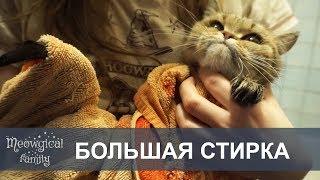 Как купать кота без стресса?