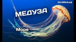 Медуза. Энциклопедия для детей про животных. Море