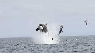 Killer Whales Displaying Spectacular Hunting Techniques in San Diego (Narrated)