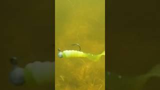 Surprise #shorts #fish #fishing #lakelife #lake #underwater #bassfishing #summer #fun #1k #lakelife