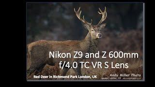 NIKON Z9 & Z 600mm f/4.0 TC with Red Deer Rut in Richmond Park, UK (reposted)