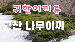 [고산식물 TV] 산행중 만난 나무이끼