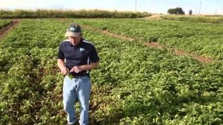 Potato Diseases: Late Blight