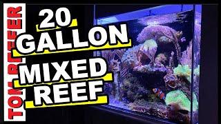 HOW TO MAINTAIN A 20 GALLON MIXED REEF TANK