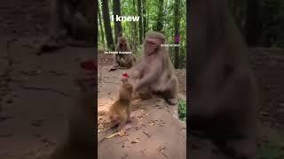  Monkey  drinking alcohol  #funny #monkey #monkeys #monkeyvideo #monkeybaby #monkeylife #silly