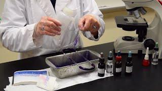 How to Perform a Gram Stain - MCCC Microbiology