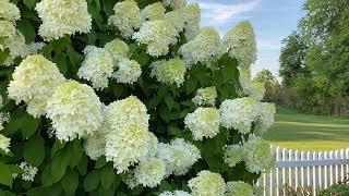 Limelight Hydrangea