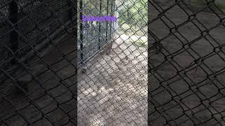 LEOPARD  IN ZOO ! #leopard #zoostatus #panthers #tiger #lion #animals #forest_sounds