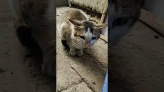 বিড়ালের ডাক #shortscats, funny cats, funny cat, Cat