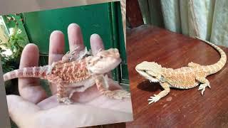 My little Charizard (Bearded Dragon)