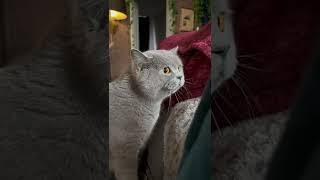 The most beautiful voice on this cat day