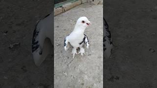 Fancy Beautiful Pigeon Video #youtube #viral #shorts #kabutar #pigeons