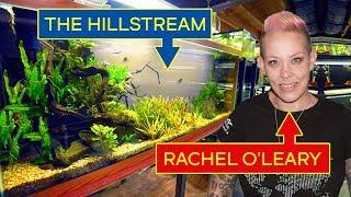 Rachel O'Leary's 150 Gallon River Hillstream Nature Aquarium in 4K