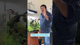 Beginner FISH KEEPING TIP 1 | Mayur Dev Aquascaper | Best tips for All Aquarium Fish