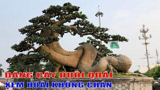 Quá Đã Mắt Với Cây Duối Quái Vật | Tại Triển Lãm Sinh Vật Cảnh Quảng Ngãi| Bonsai is so amazing #024