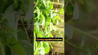 Growing vegetables in buckets shorts