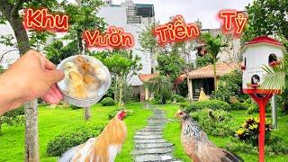 Chiêm Ngưỡng khu vườn Mơ Ước ngay sát Nhà & Dọn Dẹp khu nuôi gà Tre Bắc Mini || Đạt Bird TV