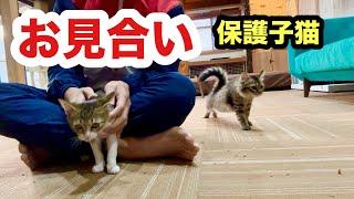 嬉しいご報告！お見合い決定した保護子猫なるみちゃん