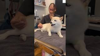 先生の手で白柴ココがリラックス！ 可愛すぎる反応に注目　#白柴　#柴犬　#動物病院 #犬　#shorts