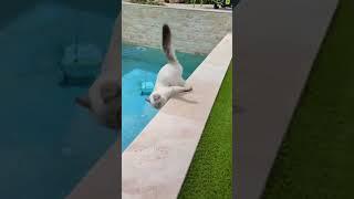 Funny Pets | 2024 Funny Dogs And Funny Cats Videos    #128