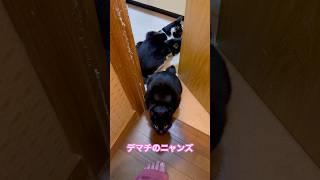 ネコと子ネコとおじさん　デマチのニャンズ‼️おじさんを見守るニャンズ‼️ #shorts #cats #cat #クロネコニャー #ねこ #猫のいる暮らし #猫 #猫動画 #赤ニャン