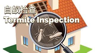 什么是白蚁检查Termite Inspection？怎么看检查报告？