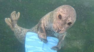 Close Encounter With a Wild Seal