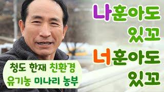 청도 한재 미나리는 왜 이렇게 유명할까?