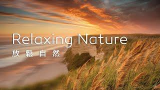 放鬆音樂Relaxing Music｜微風輕拂金色草浪，遙望無垠海景，心靈隨之舒展