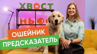 Растения КОТОУБИЙЦЫ и другие новости "Хвост Ньюс #116