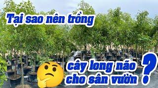 Tại Sao Nên Trồng Cây Long Não Cho Sân Vườn - Những Công Dụng Tuyệt Vời Từ Cây Long Não