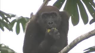 WESTERN LOWLAND GORILLA