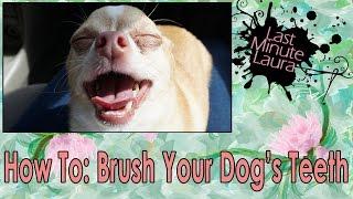 Chihuahua Training : How to Safely Brush your SMALL DOG's Teeth | Last Minute Laura