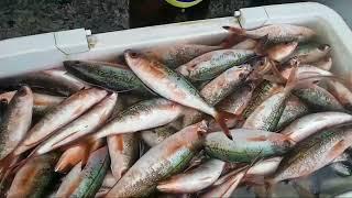 Subrang lakas ng subaskuhin ..nakahuli parin️#fishing#fishinglife #follow #viral #follow #fish