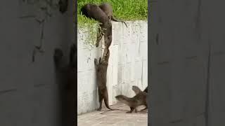 This video proves otters are the most ride or die creatures in the world  (vía TT ozzymanreviews)