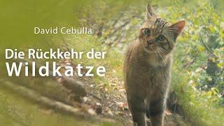 Die Rückkehr der Wildkatze | ganze Dokumentation | Naturfilm | deutsch