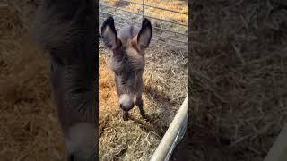 🫏 It is time for an update on our Donkey trio! 🫏