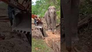 The elephant stands calmly as her baby is in danger #shorts #youtubeshorts