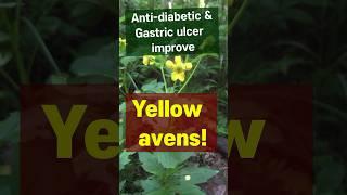Yellow avens, edible herb, diabetes & ulcer improving action
