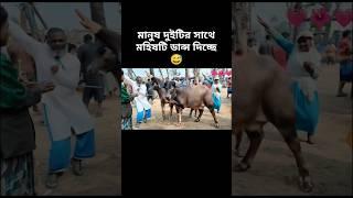 how possible cow dancing #sorts #sortvideo #viralshort #cow #dance #foryou #ai #edit #funny