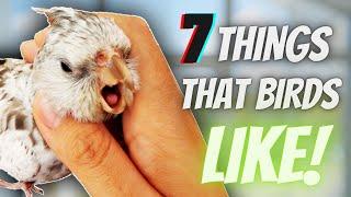 Find Out the 7 Surprising Things That Birds Love!