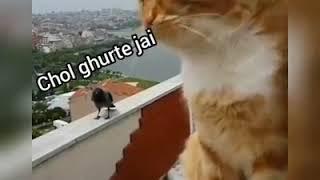 Conversation between Crow and Cat.