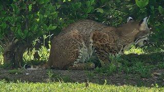 A Bobcat By Our Condo