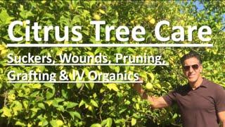 Citrus Tree Care | TOPICS: Suckers, Wounds, Pruning, Grafting & IV Organics