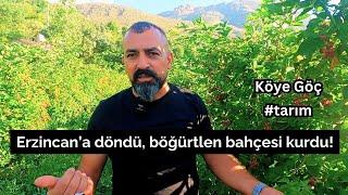 ERZİNCAN’daki köyüne dönüp böğürtlen bahçesi kurdu! (Tatlısu Köyü)