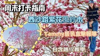 《近期熱打卡景點》西沙路紫花風鈴木Tammy家竟然變咗旅遊景點為大家直擊報導包含路線教學