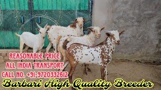 Barbare Bakre Quality Mein | Full Agressive | Fully Vaccineted | Orginal Barbari Goat