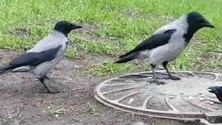 Вороны расхватывают куски курицы / Hooded crows grab pieces of chicken