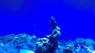 180 Gallon Saltwater Aquarium by Dynamic Garage Door